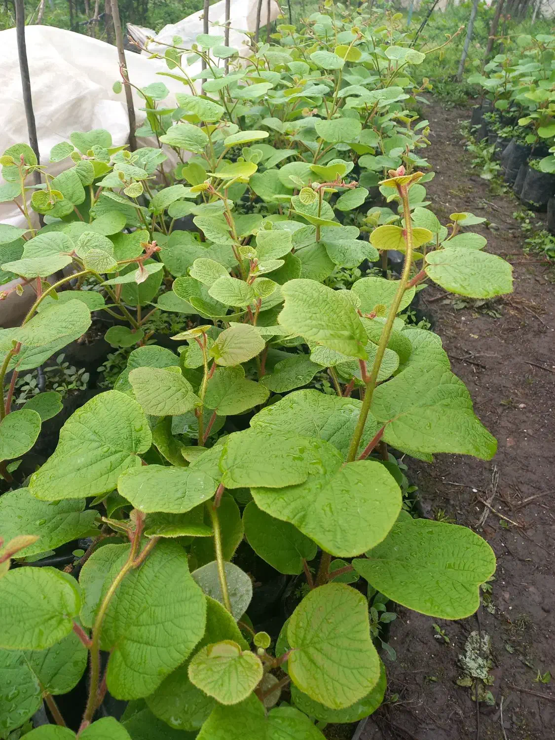 نهال کیوی هایوارد طلایی یکساله و دوساله|خدمات باغبانی و درختکاری|لیسار, |دیوار