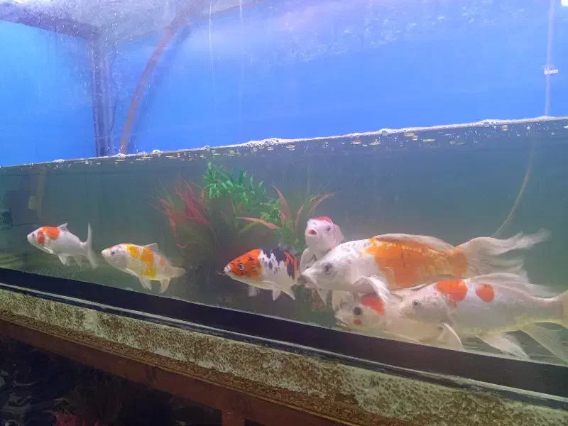 ماهی کوی 40سانت نژاد|ماهی|کرمان, |دیوار