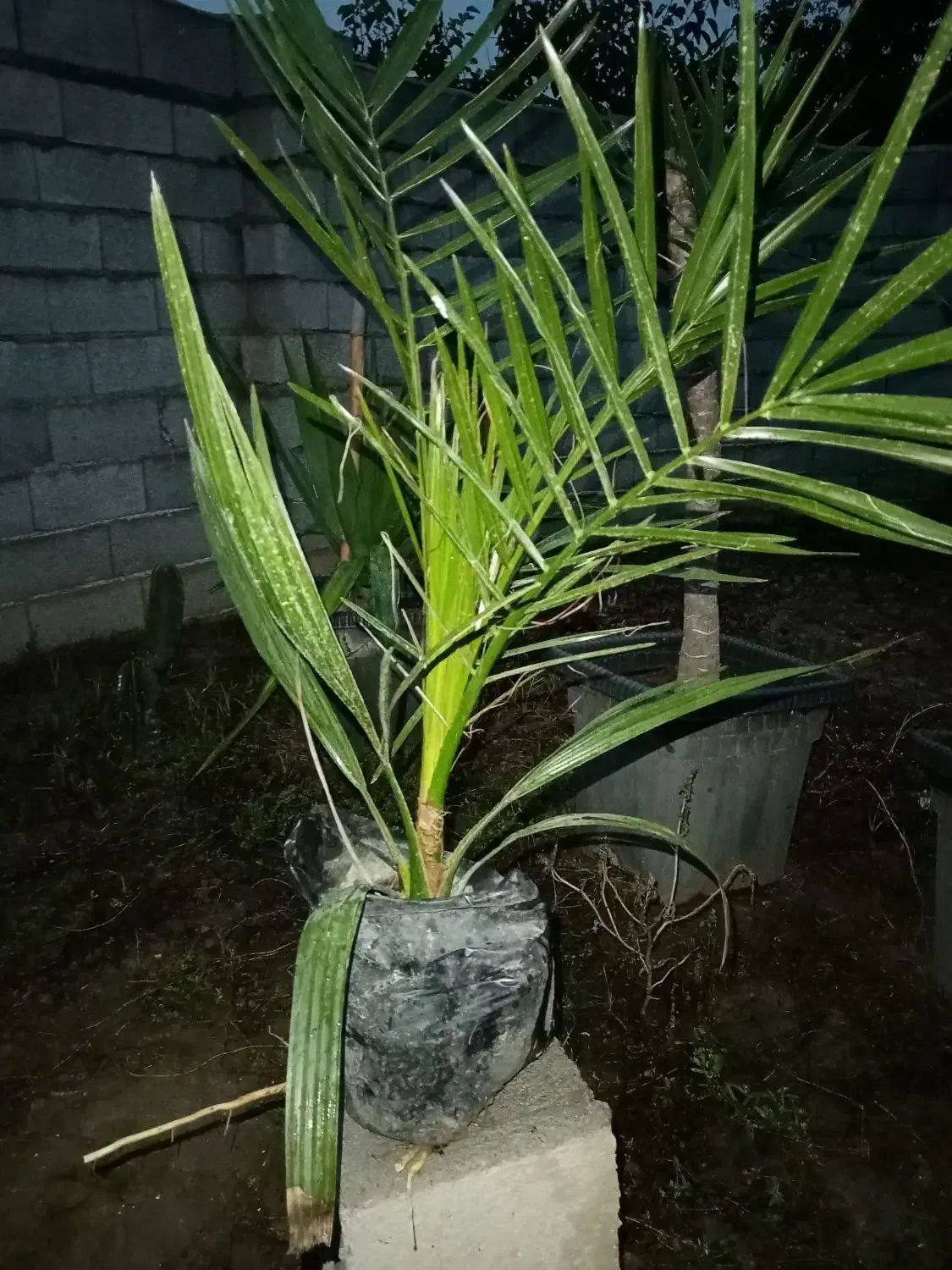 نهال پالم|گل و گیاه طبیعی|کوهیخیل, |دیوار