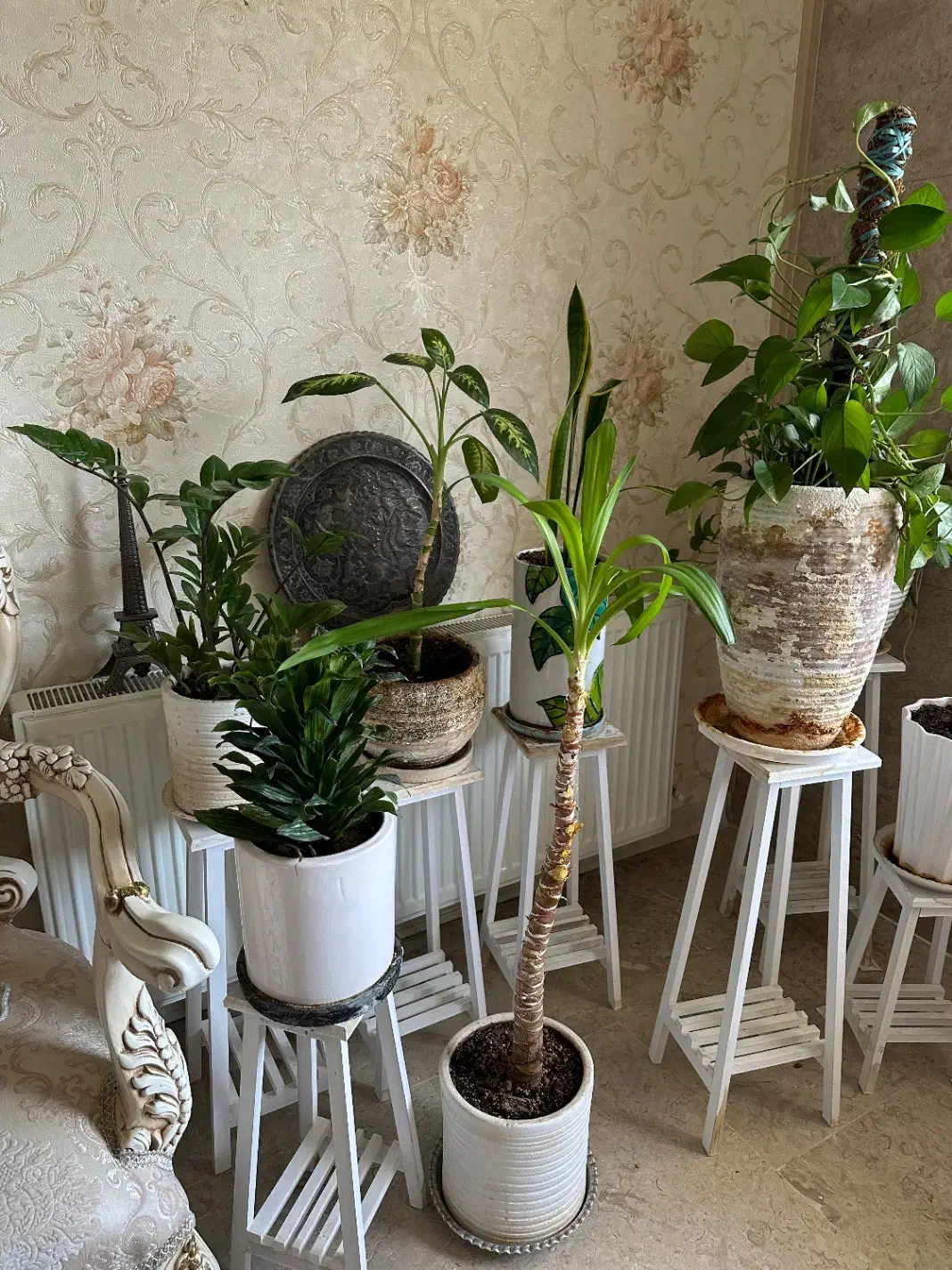 گل آپارتمانی همراه گلدون و پایه|گل و گیاه طبیعی|کرج, گوهردشت|دیوار