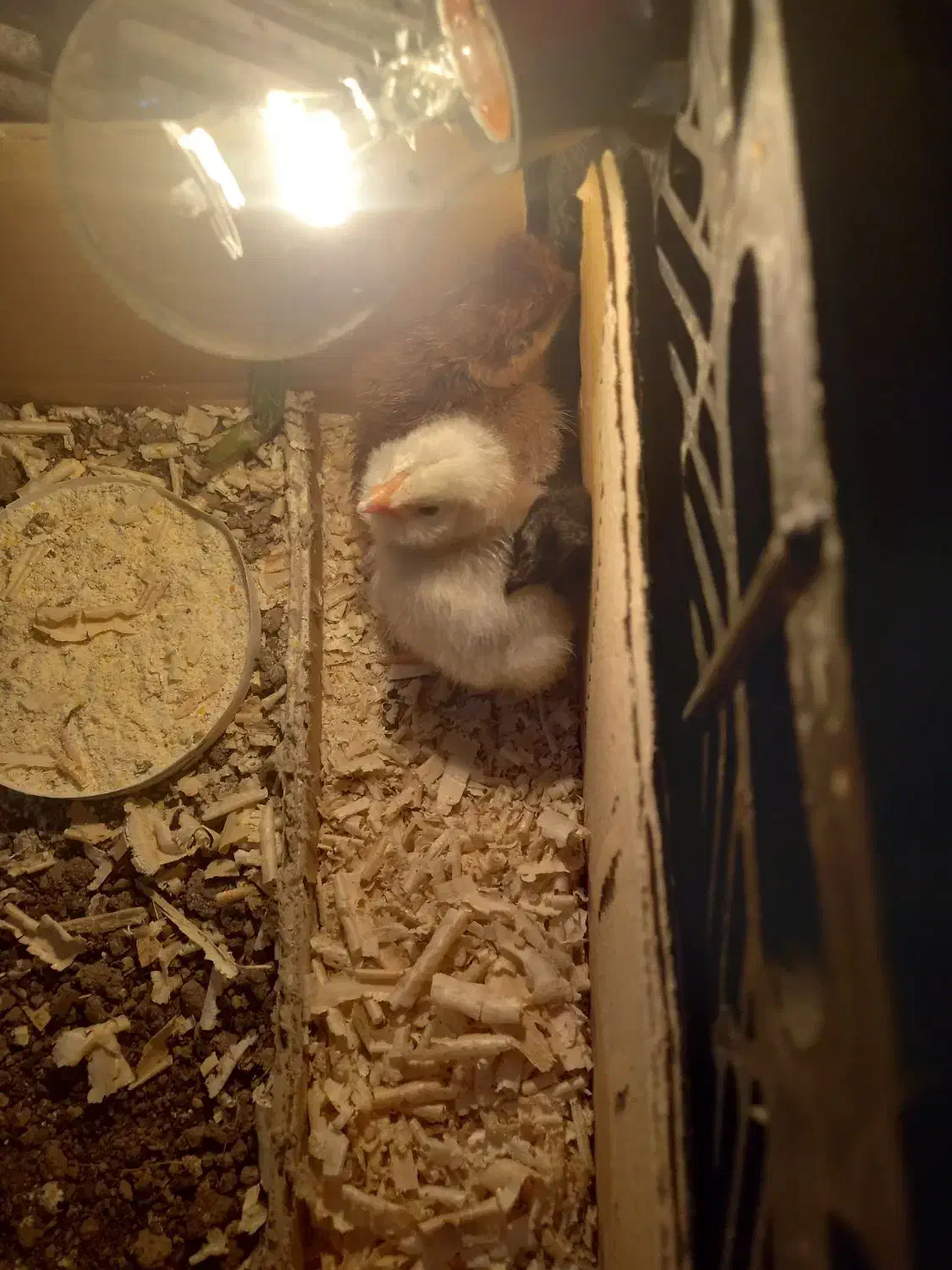 جوجه مرغ|حیوانات مزرعه|کهریزک, |دیوار