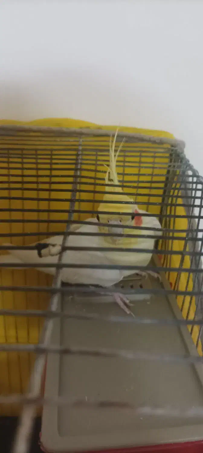 عروس هلندی نر|پرنده|درمیان, |دیوار