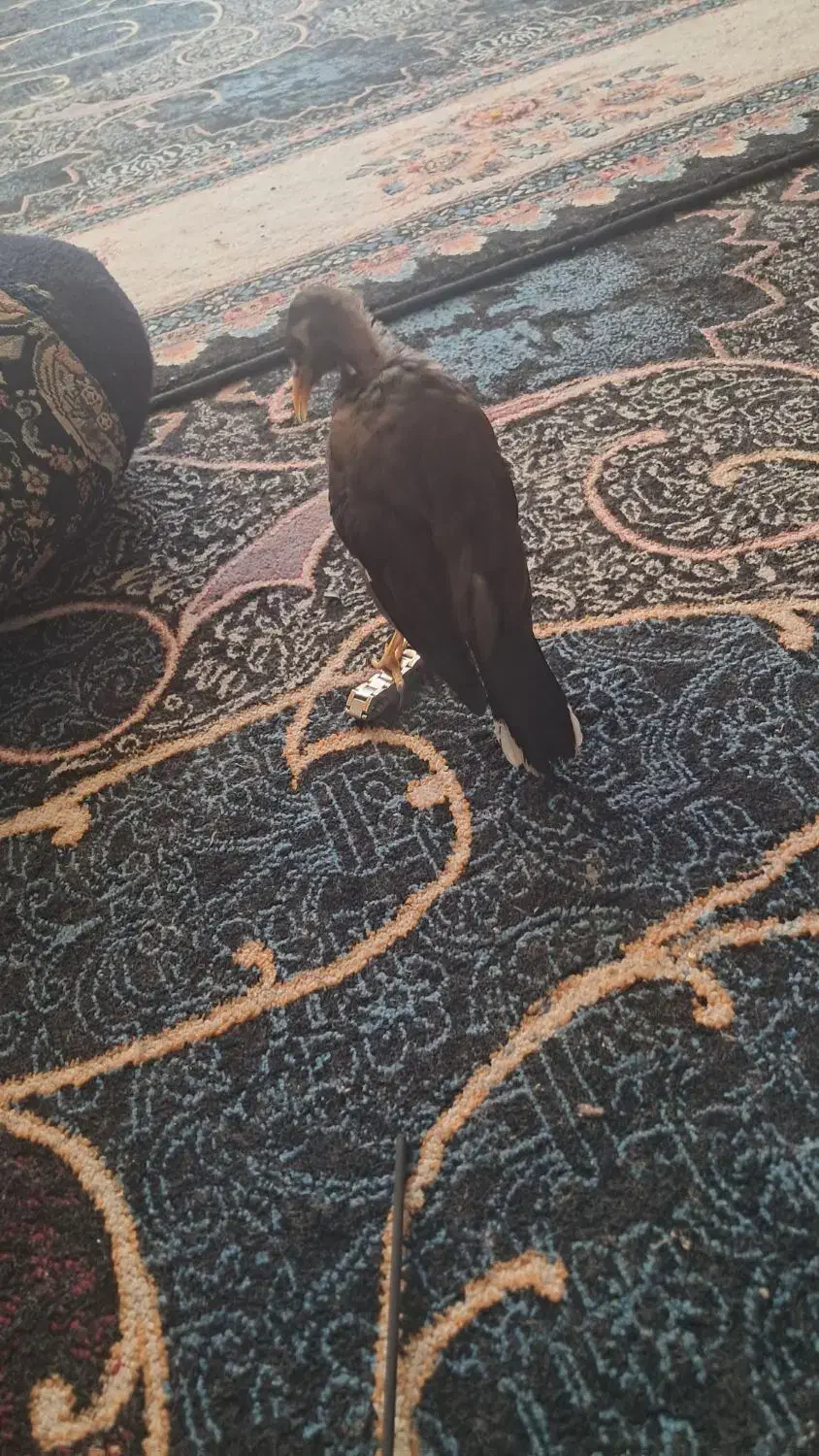 مینا|پرنده|جونقان, |دیوار