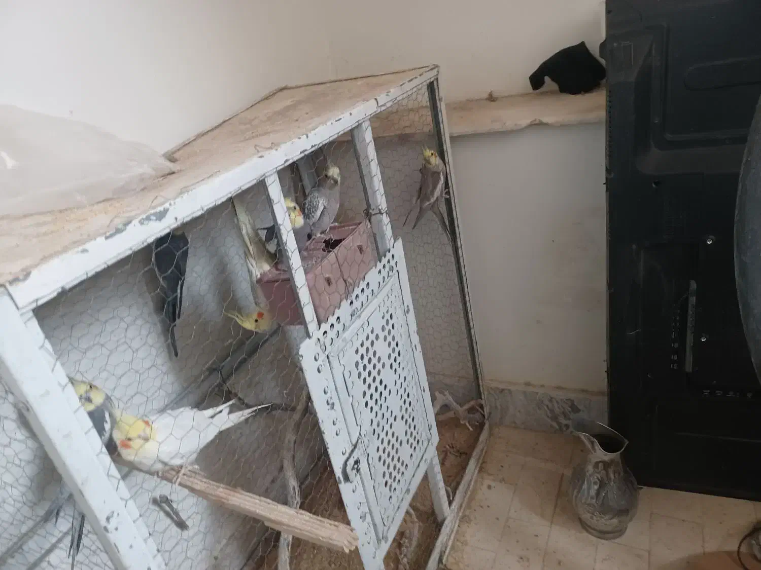 ۹ عدد عروس هلندی|پرنده|تربتحیدریه, آغوی|دیوار