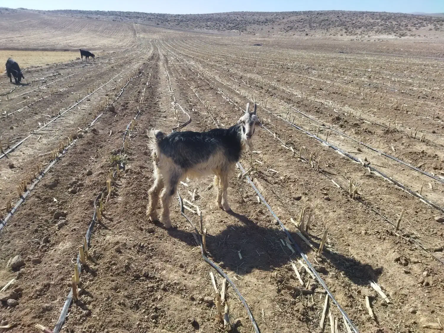 بز تیشتر|حیوانات مزرعه|بانش, |دیوار