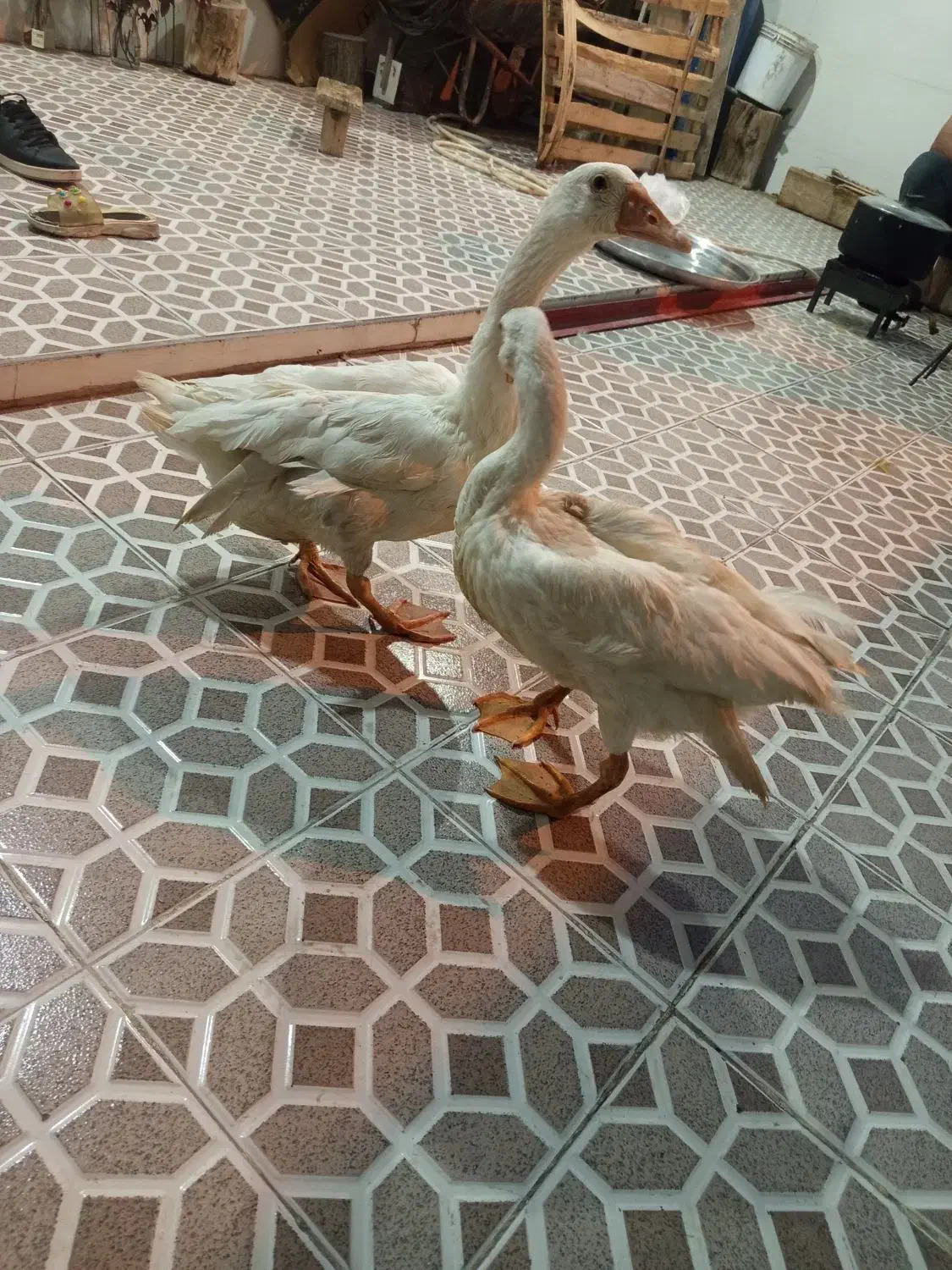 دو عدد غاز|حیوانات مزرعه|بندر ماهشهر, |دیوار