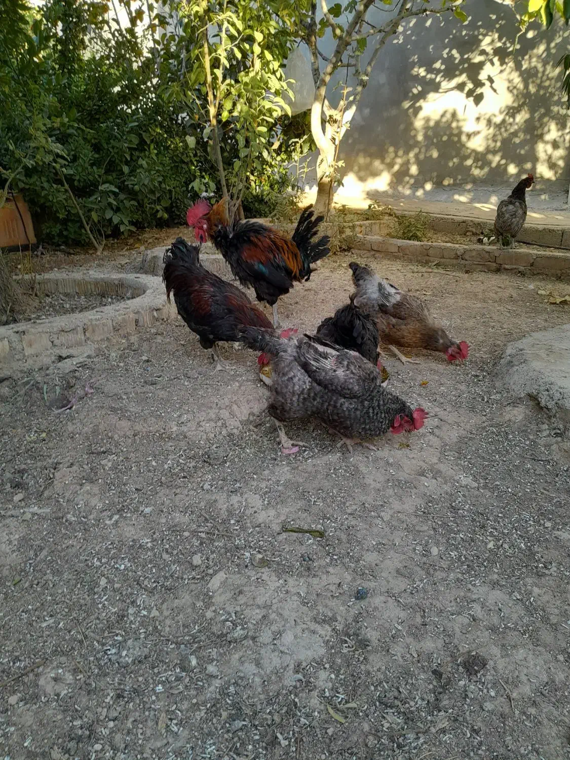 مرغ و خروس|پرنده|شیراز, دروازه قران|دیوار