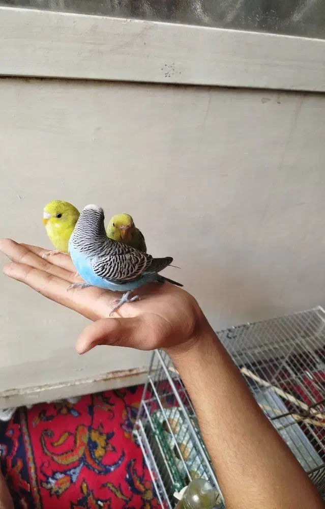 یک جفت مرغ عشق آماده تخم گذاری و یک نر مست|پرنده|ری, شهرک نظامی|دیوار