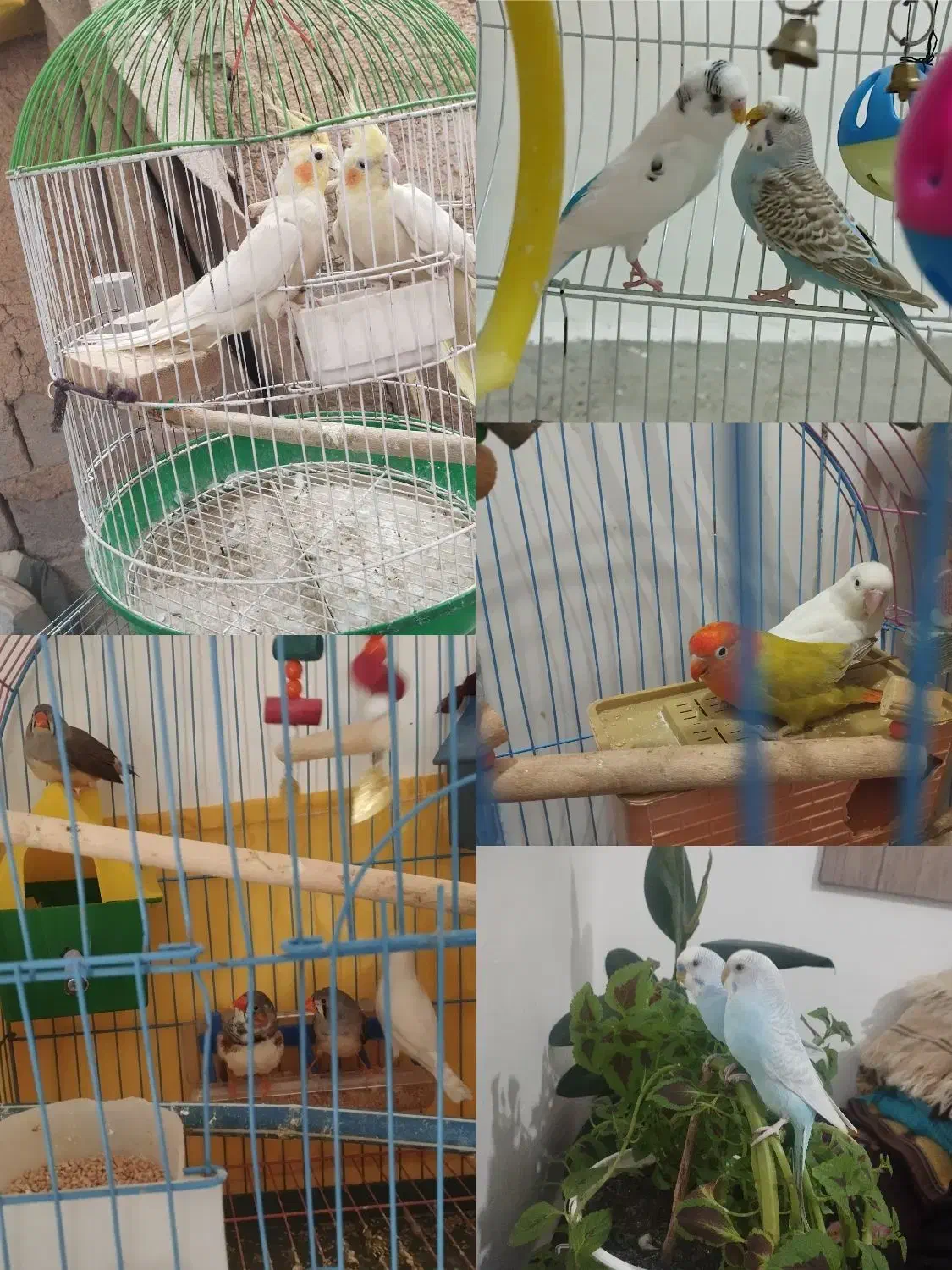فروش پرندع ب صورت یکجا و جفتی همگی خانگی هستن|پرنده|سقز, |دیوار