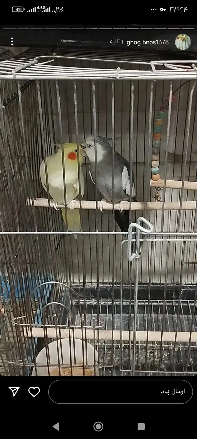 عروس هلندی مولد|پرنده|کهریزک, |دیوار