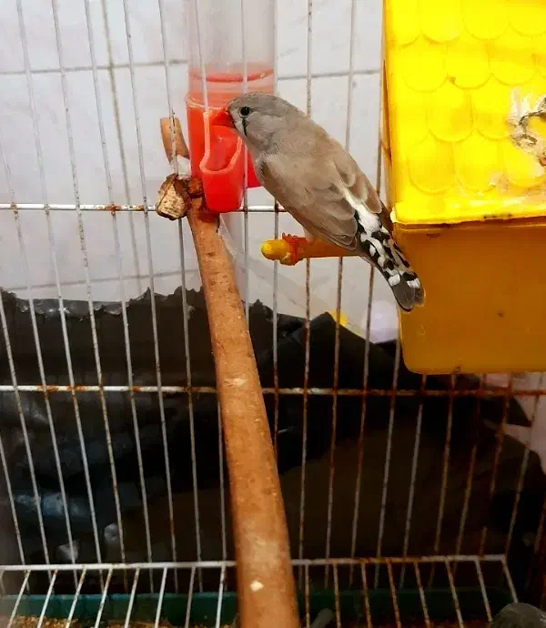 فنچ نرو ماده دو بار جوجه داده .معاوضه با کفتر|پرنده|قرچک, میرزائی شمالی|دیوار