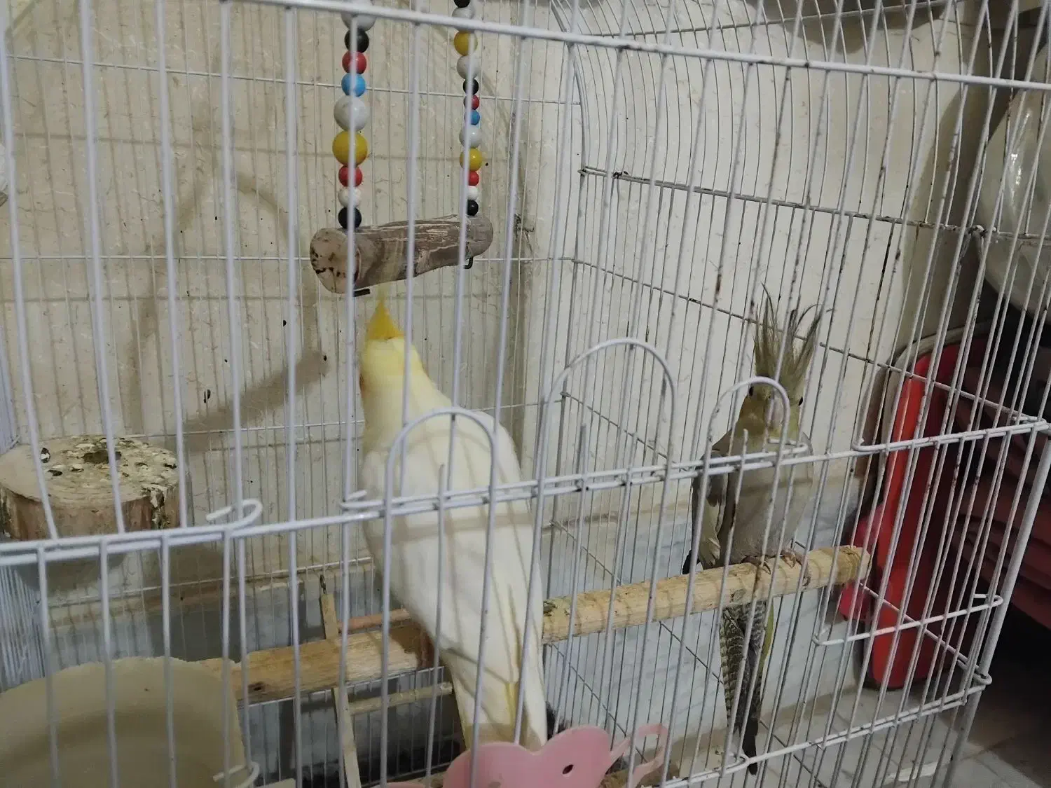 عروس هلندی|پرنده|جوادآباد, |دیوار