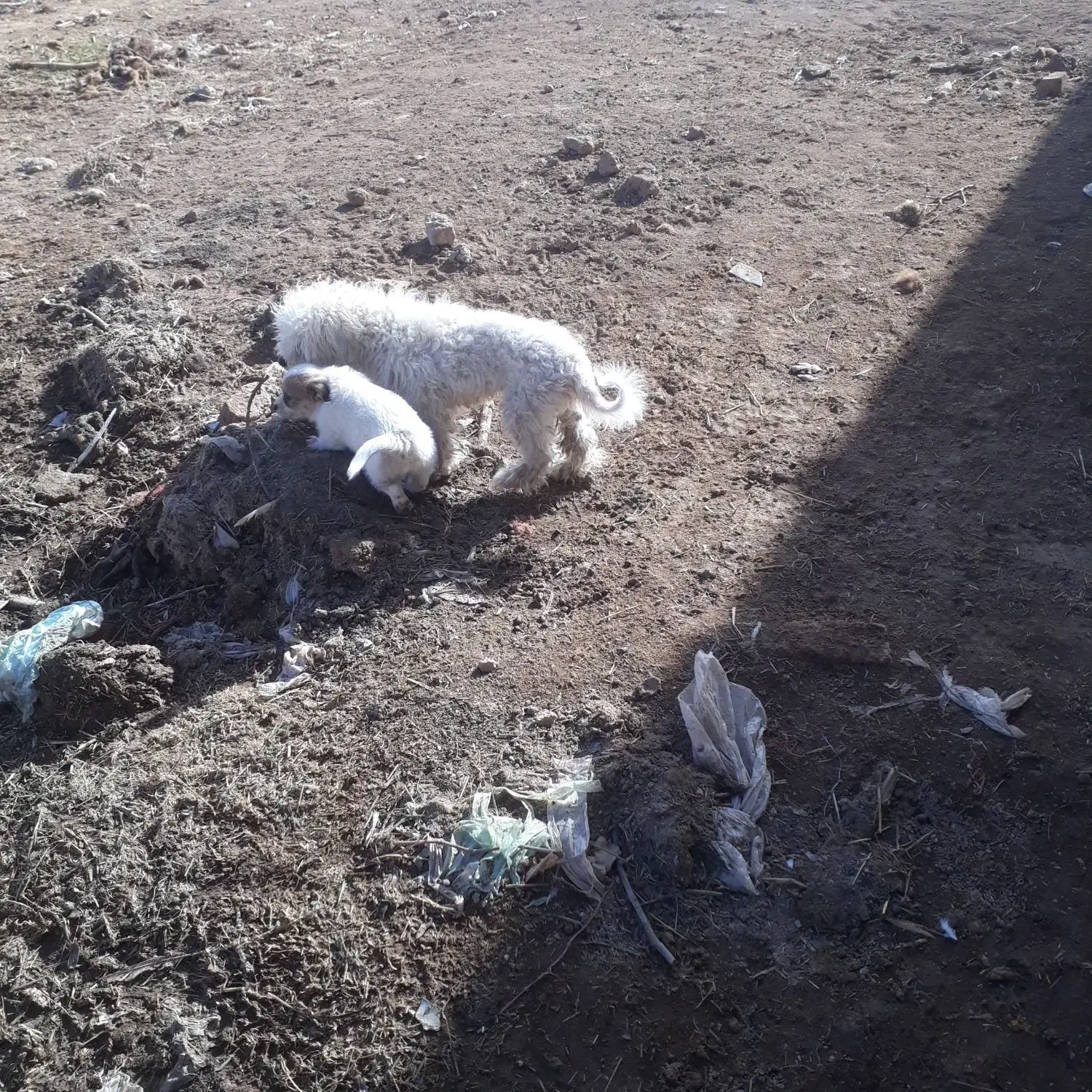 شیتیزو|سگ|زرندیه, |دیوار