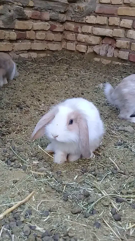 فروش خرگوش لپی|موش و خرگوش|فردوس (کرمان), |دیوار