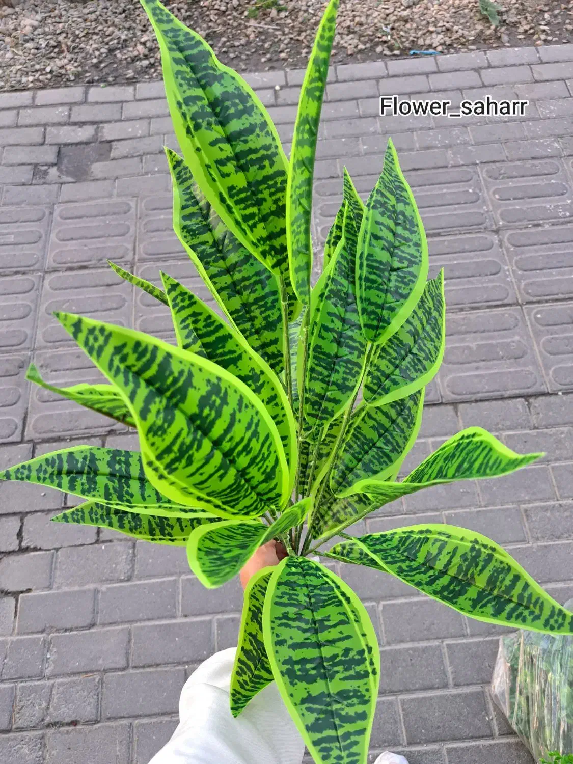 گلمصنوعی دیفن باخیا|گل مصنوعی|تبریز, |دیوار