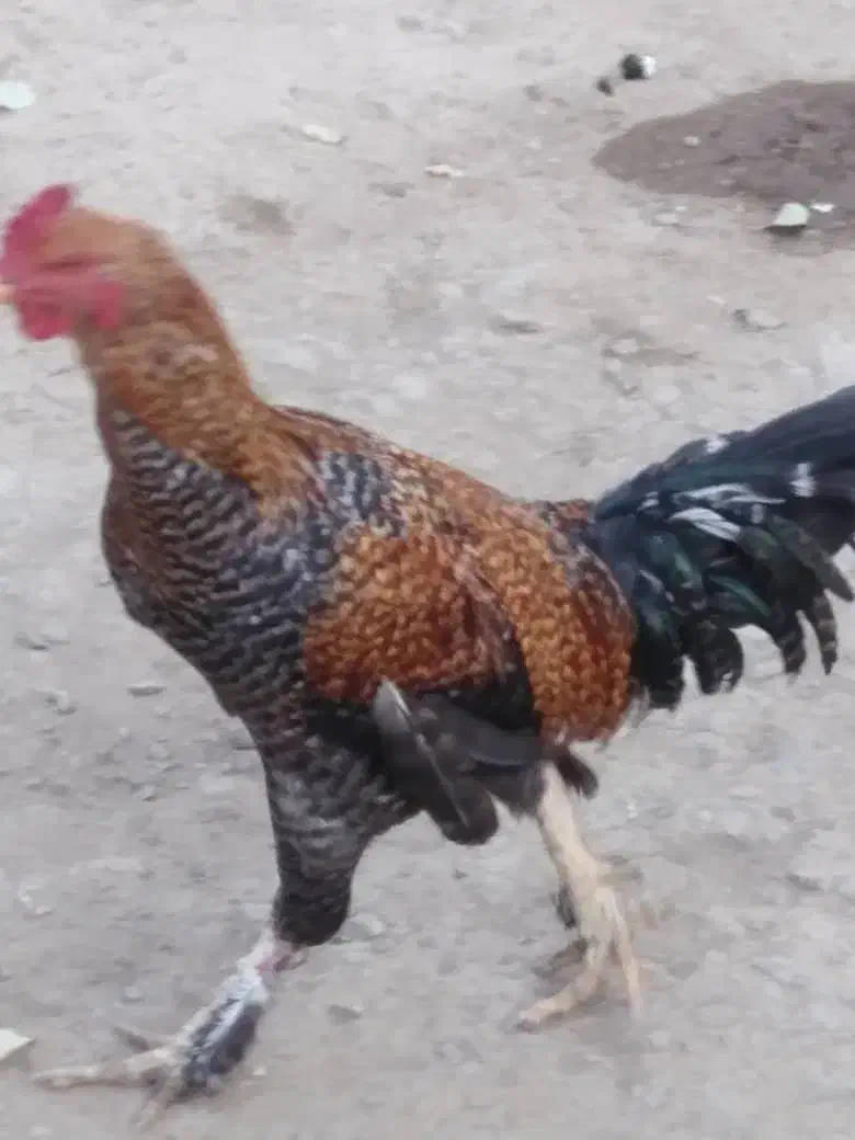 خروس|حیوانات مزرعه|ماکو, |دیوار