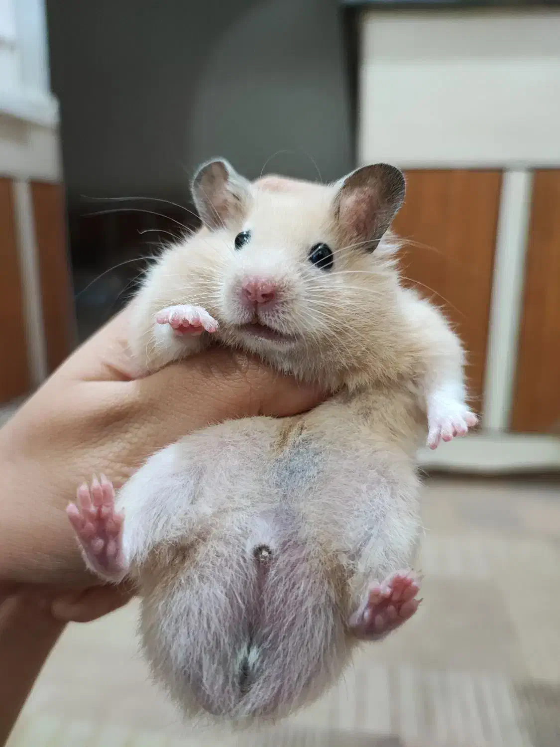 همستر نر|موش و خرگوش|بندرعباس, |دیوار