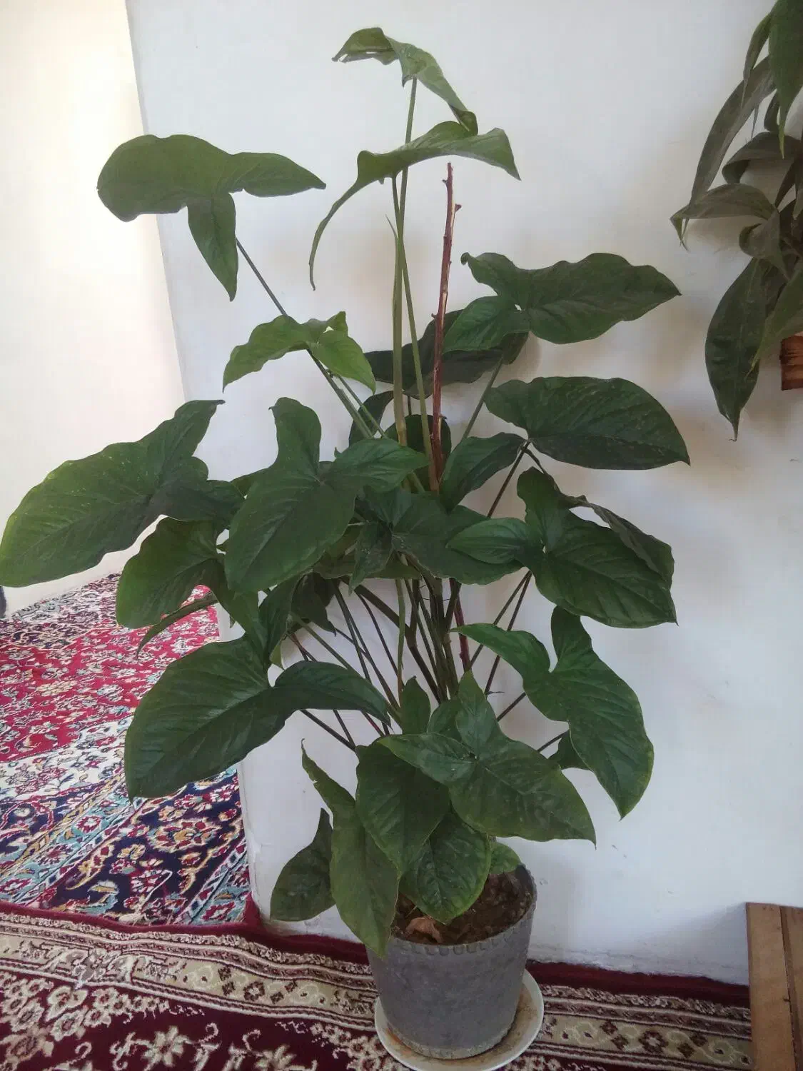 گل ها خیلی شاداب وسرحال|گل و گیاه طبیعی|گلبهار, نوبهار|دیوار