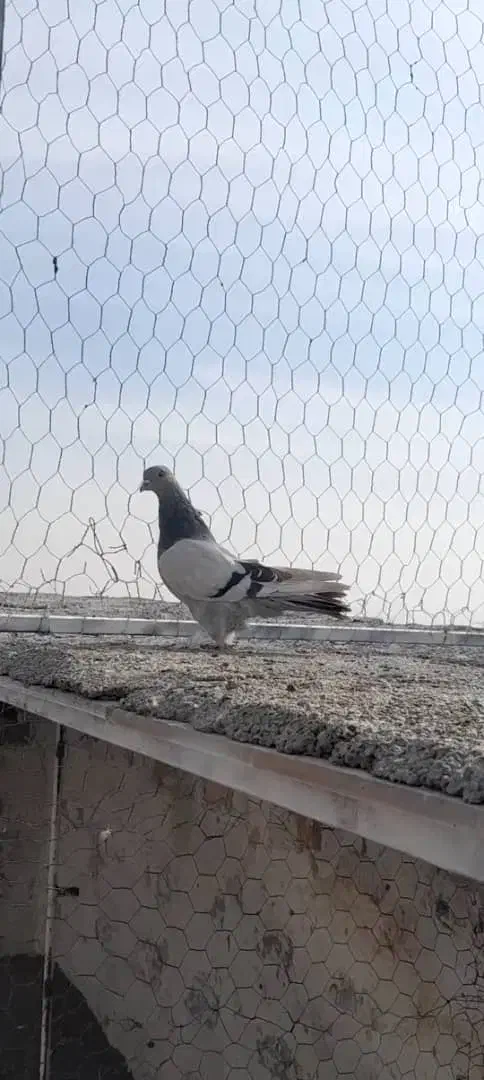 کبوتر سوسنی|پرنده|مرودشت, کناره|دیوار