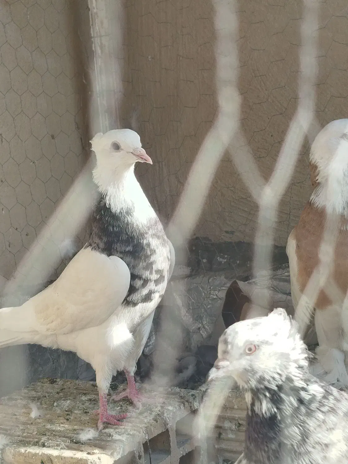 جفت طوقی نر و ماده درجه یک الما سی و زرد|پرنده|فولادشهر, مسکن مهر فولادشهر|دیوار