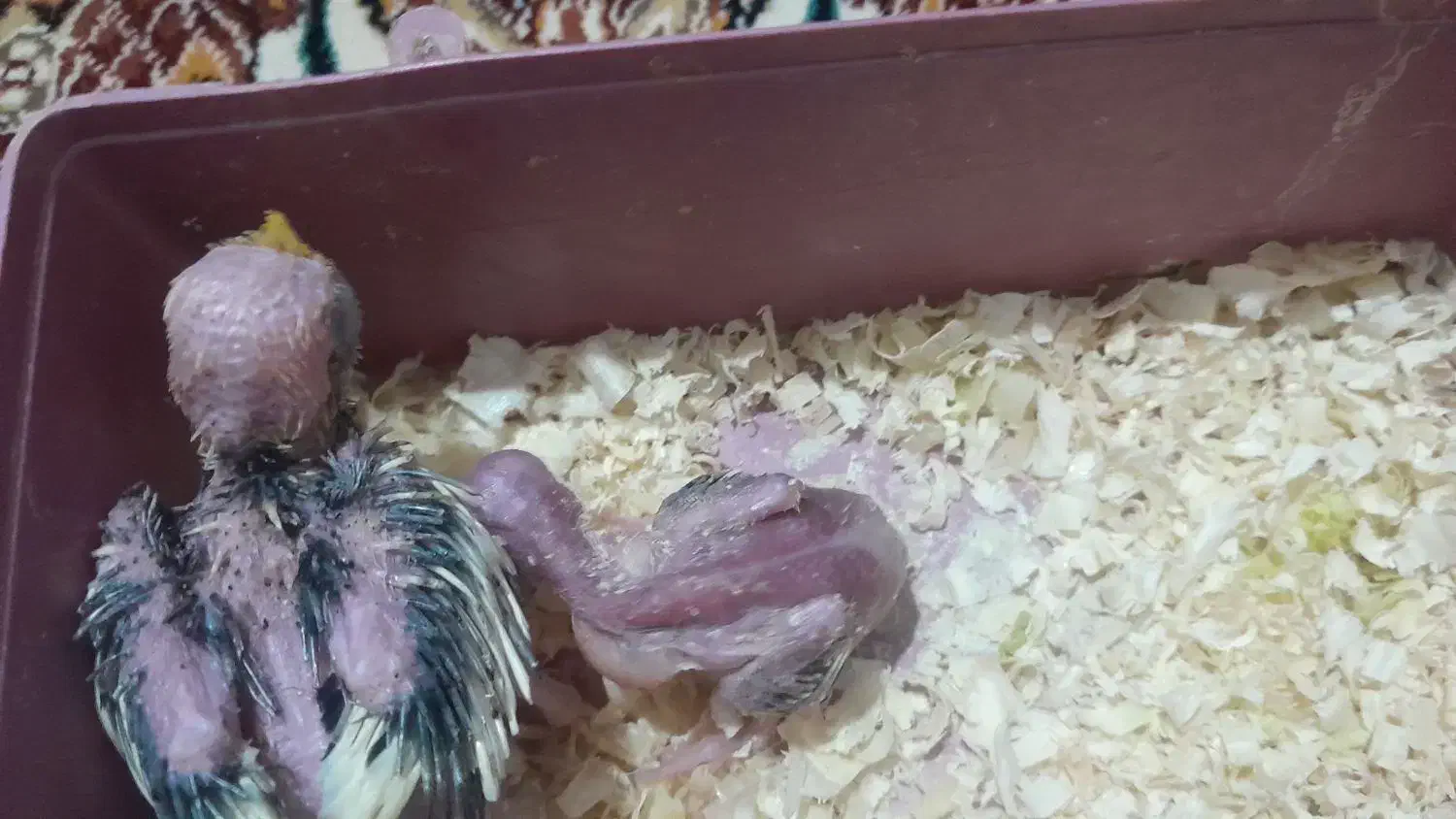 جوجه عروس هلندی|پرنده|بیرجند, |دیوار