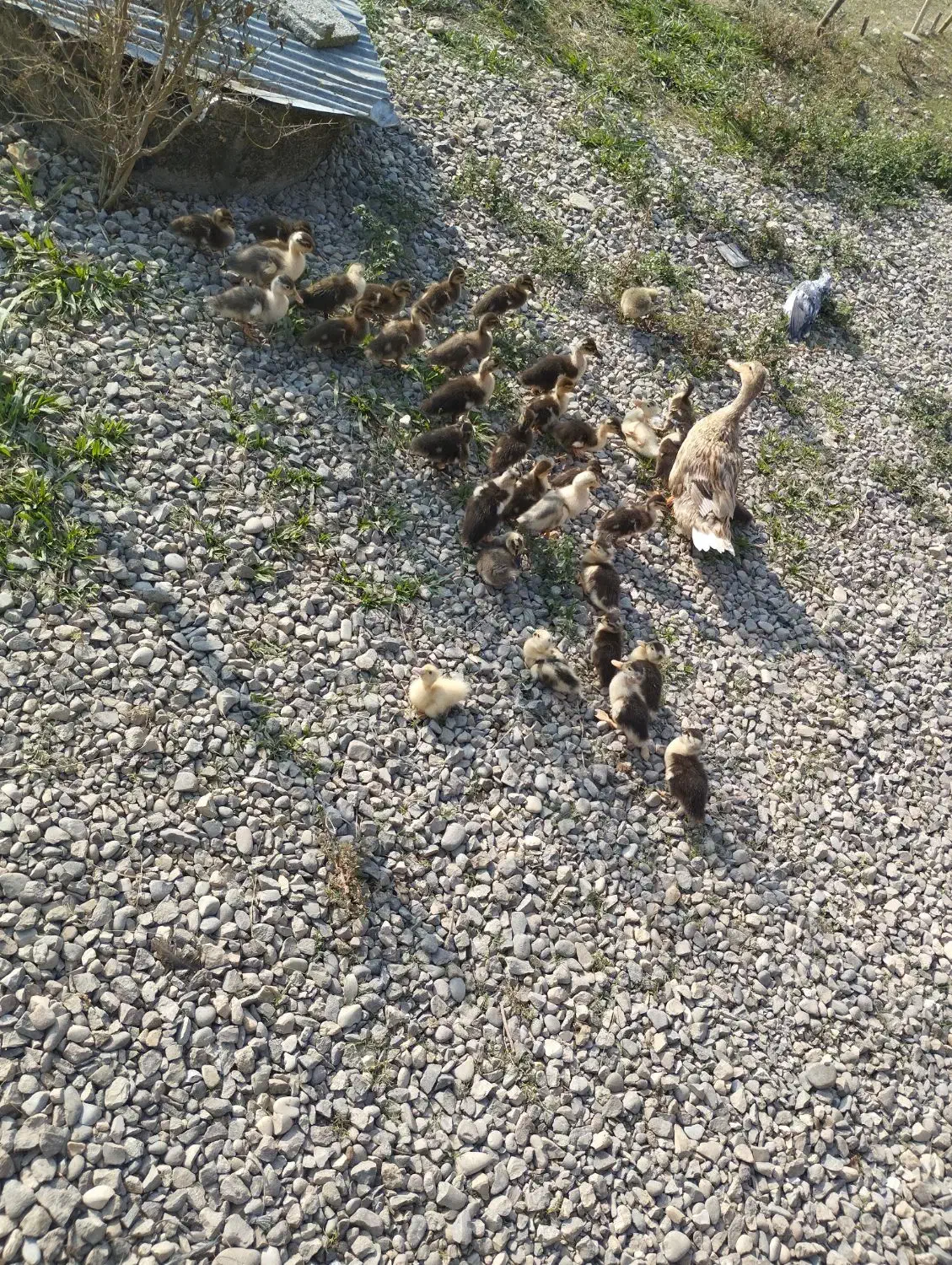 جوجه گلین و جوجه اردک محلی کرچ شو|حیوانات مزرعه|فومن, |دیوار