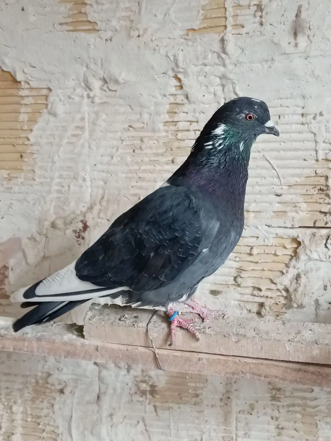 کبوتر نروماده|پرنده|مهاباد (آذربایجان غربی), |دیوار