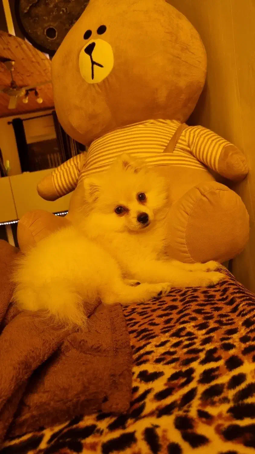 سگ پامرنین حیوانات|سگ|بندر انزلی, متروپل|دیوار