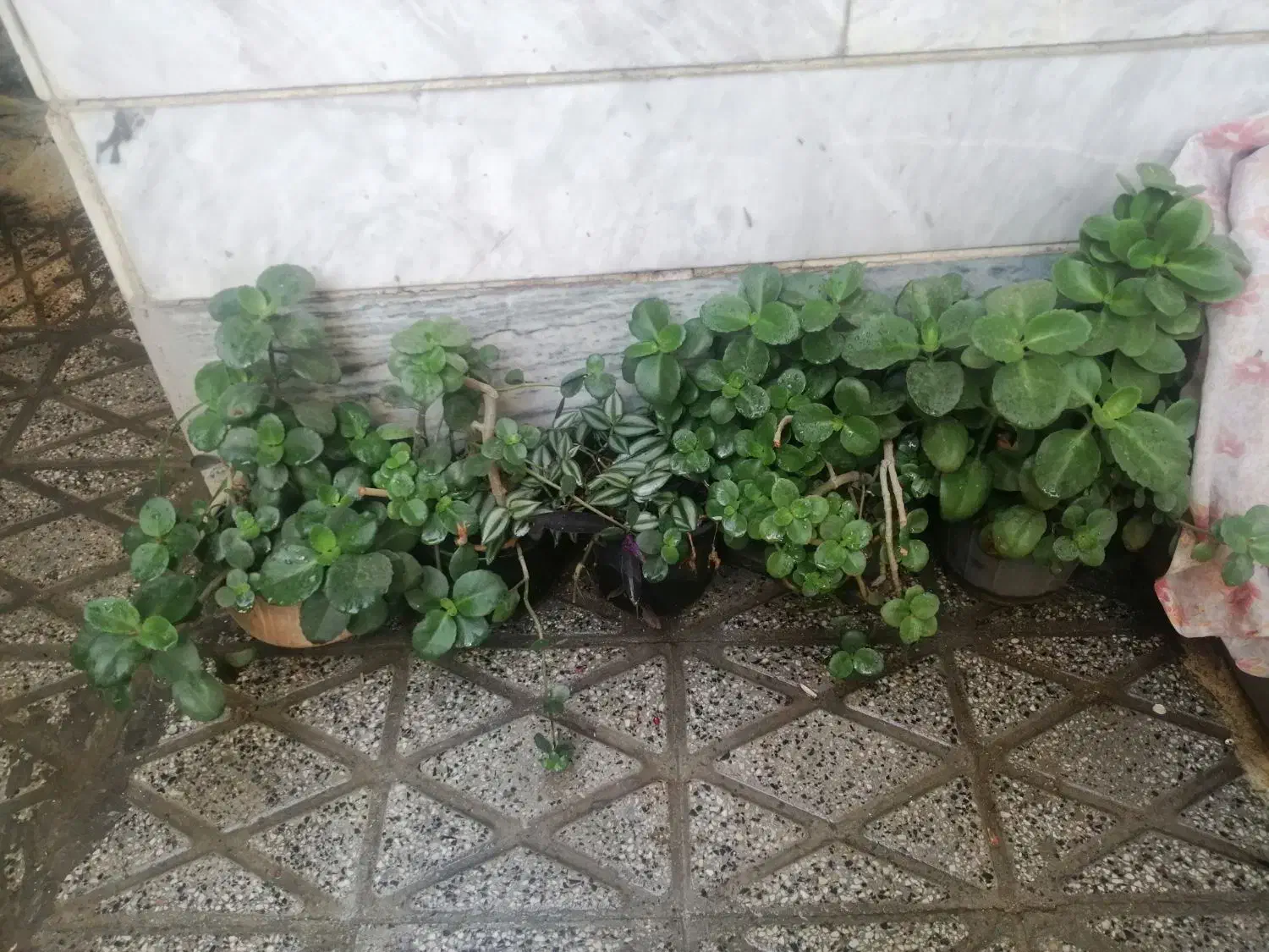 گل قاشقی|گل و گیاه طبیعی|بروجرد, |دیوار