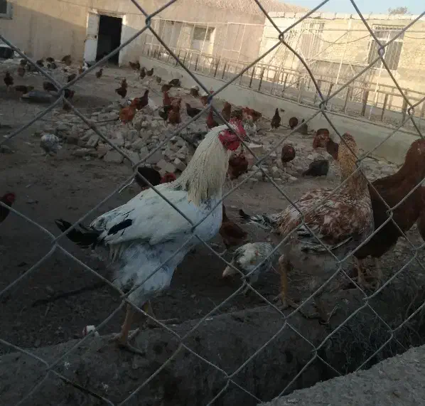 فروش مرغ و خروس محلی|حیوانات مزرعه|پیشوا, |دیوار