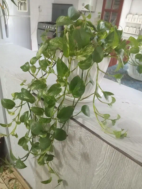 پتوس سالم|ماهی|تربت‌حیدریه, آسایش|دیوار