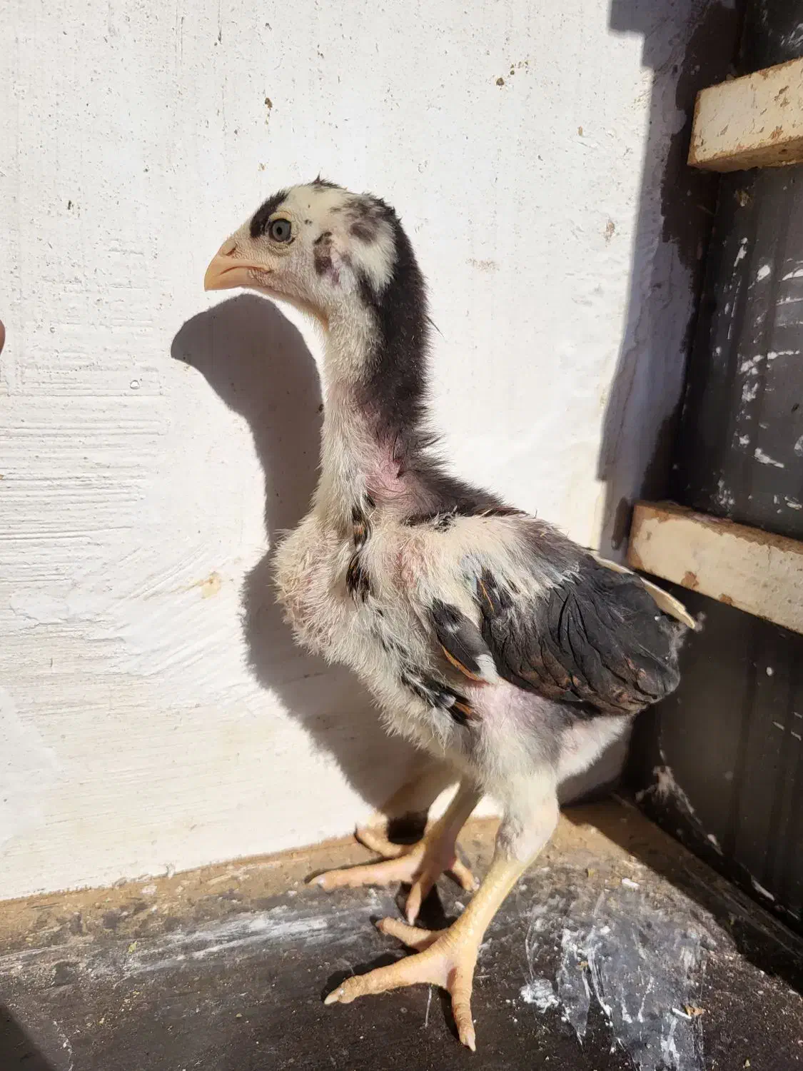 جوجه لاری|حیوانات مزرعه|تربت جام, شهرک آزادگان|دیوار