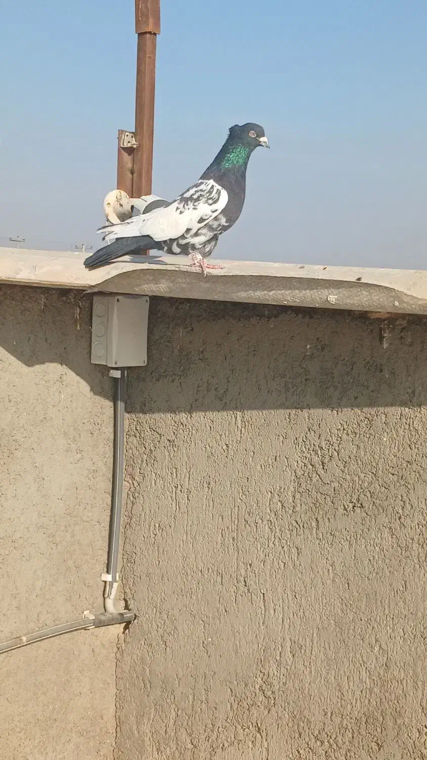 کله دم و هفرنگ پرشی کفتر بوم|پرنده|سبزوار, قصبه شرقی|دیوار