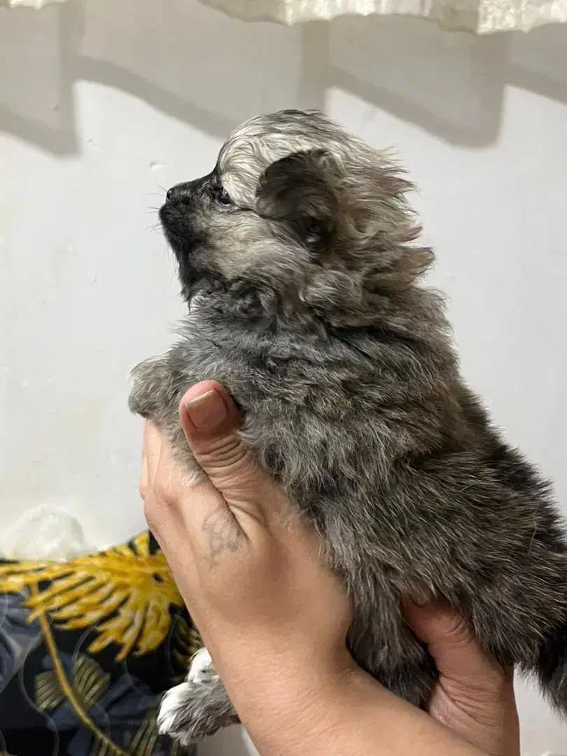 توله پامرانین|سگ|بم, |دیوار