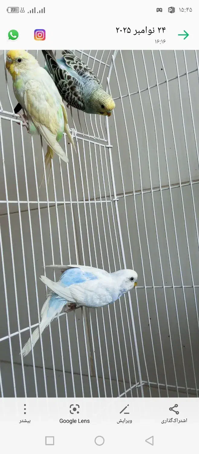 مرغ عشق|پرنده|جوانرود, |دیوار