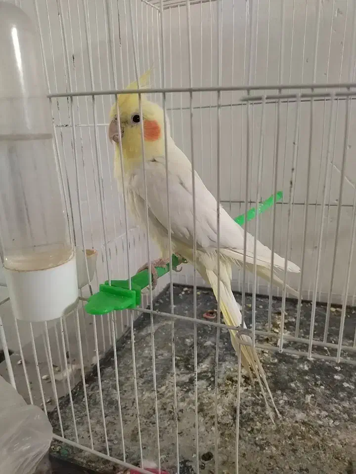 عروس هلندی نر|پرنده|رضویه, |دیوار