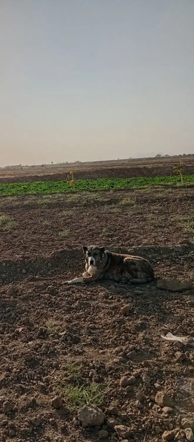 سگ ماده|سگ|زاوه, |دیوار