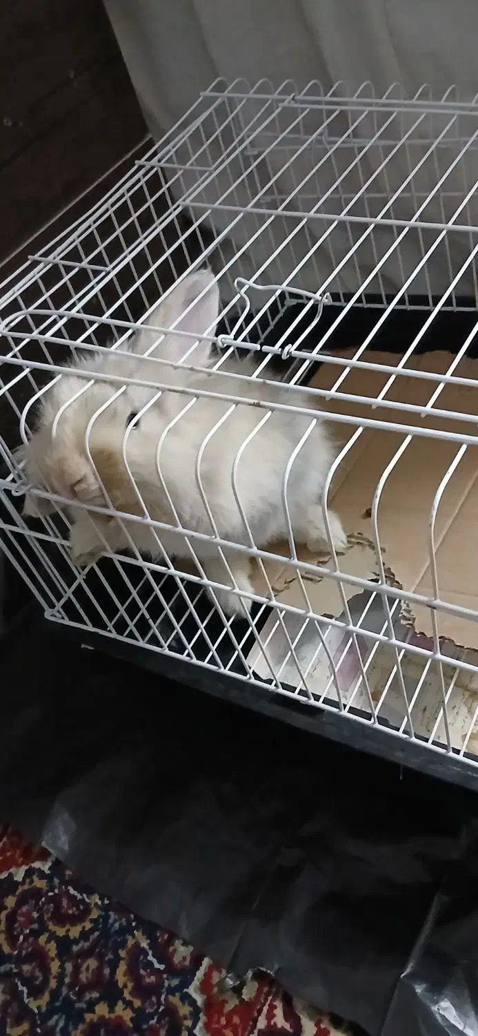 خرگوش لوپ خارجی|موش و خرگوش|نهاوند, |دیوار