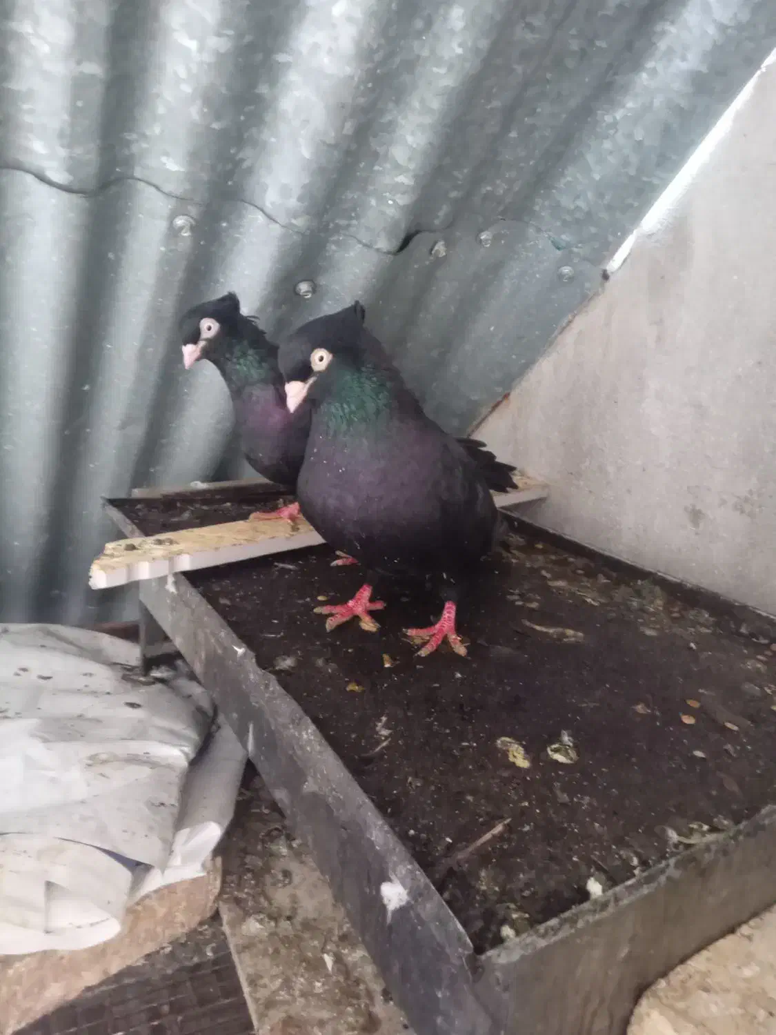 سیاه ابادانی|پرنده|خرمشهر, |دیوار