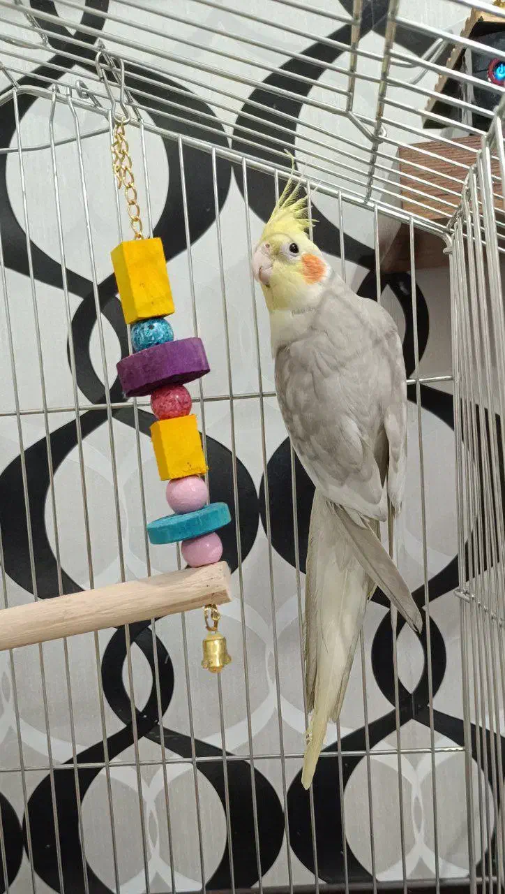 عروس هلندی نر آهویی آماده جفت گیری|پرنده|ری, ملک‌آباد|دیوار