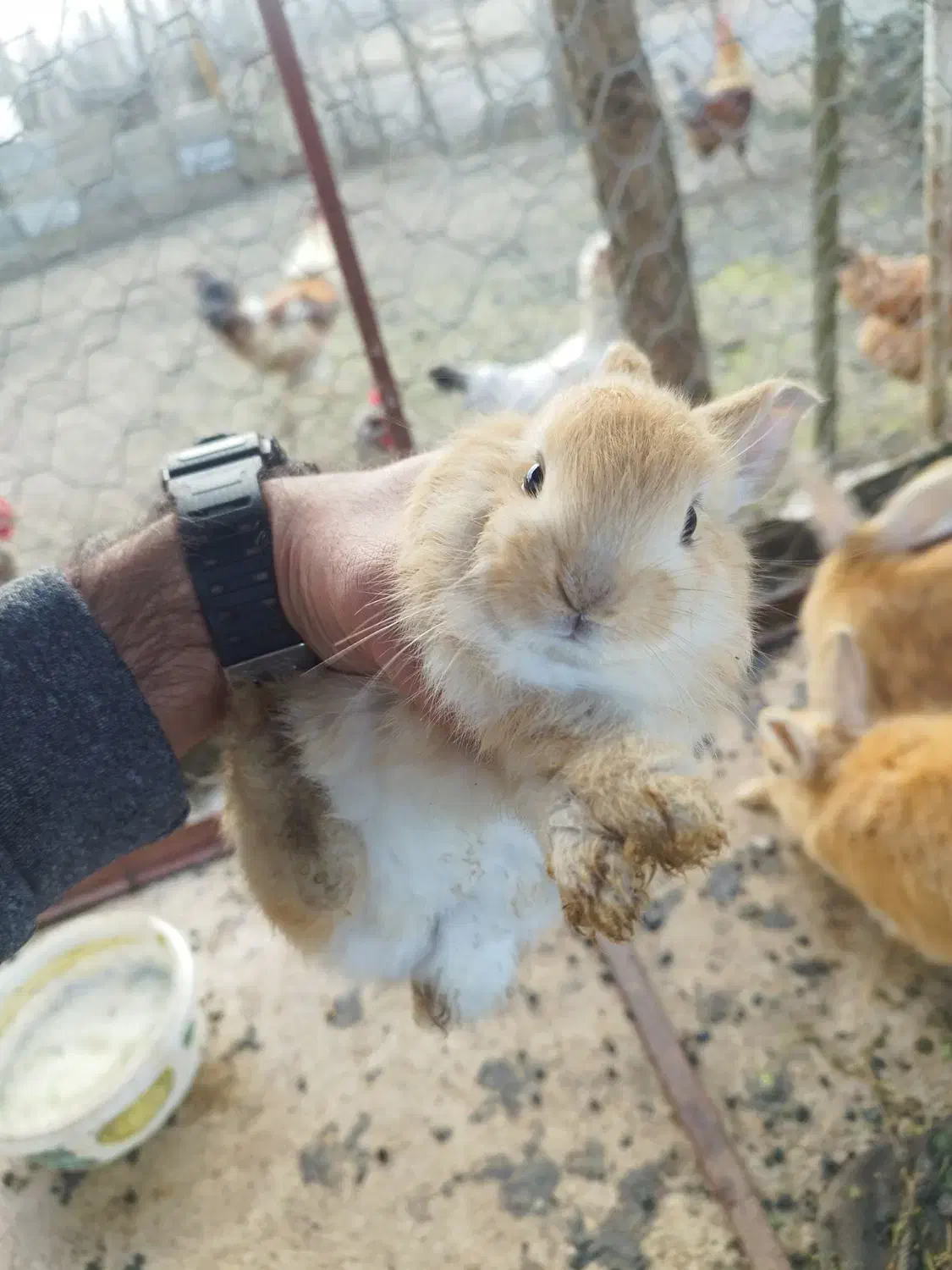 خرگوش نیمه لپ|موش و خرگوش|طاهرگوراب, |دیوار