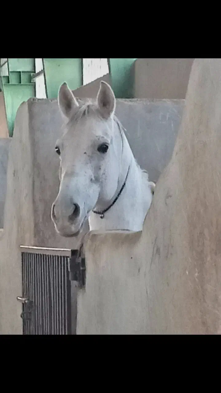 اسب کرد|اسب و تجهیزات اسب‌سواری|پاپی, |دیوار