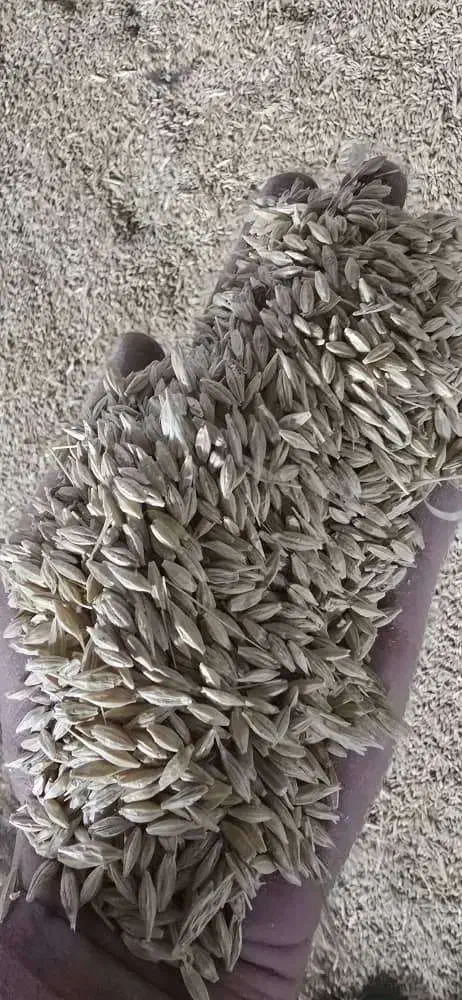 خوراک دام ذرت جو|حیوانات مزرعه|شاهینشهر, خبرنگار|دیوار