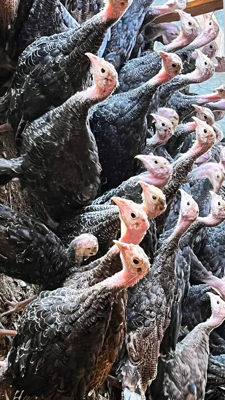 نیمچه بوقلمون دوماهه برنزواکسن خورده کیفیت عالی|حیوانات مزرعه|رشت, تازه آباد|دیوار