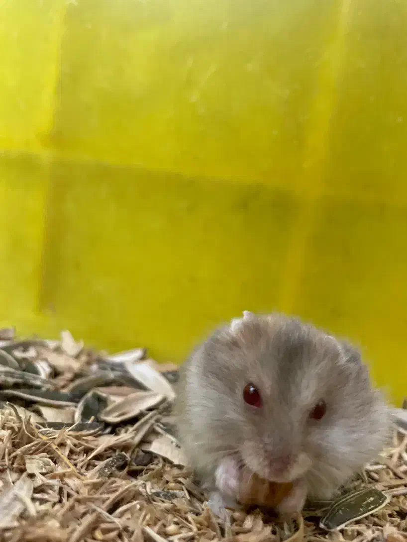 همستر کمپل|موش و خرگوش|تهران, نیروی هوایی (پیروزی)|دیوار