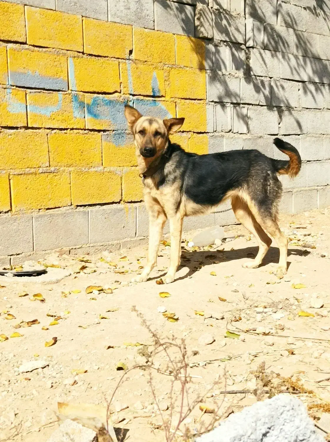 ژرمن ماده نگهبان|سگ|کیار, |دیوار