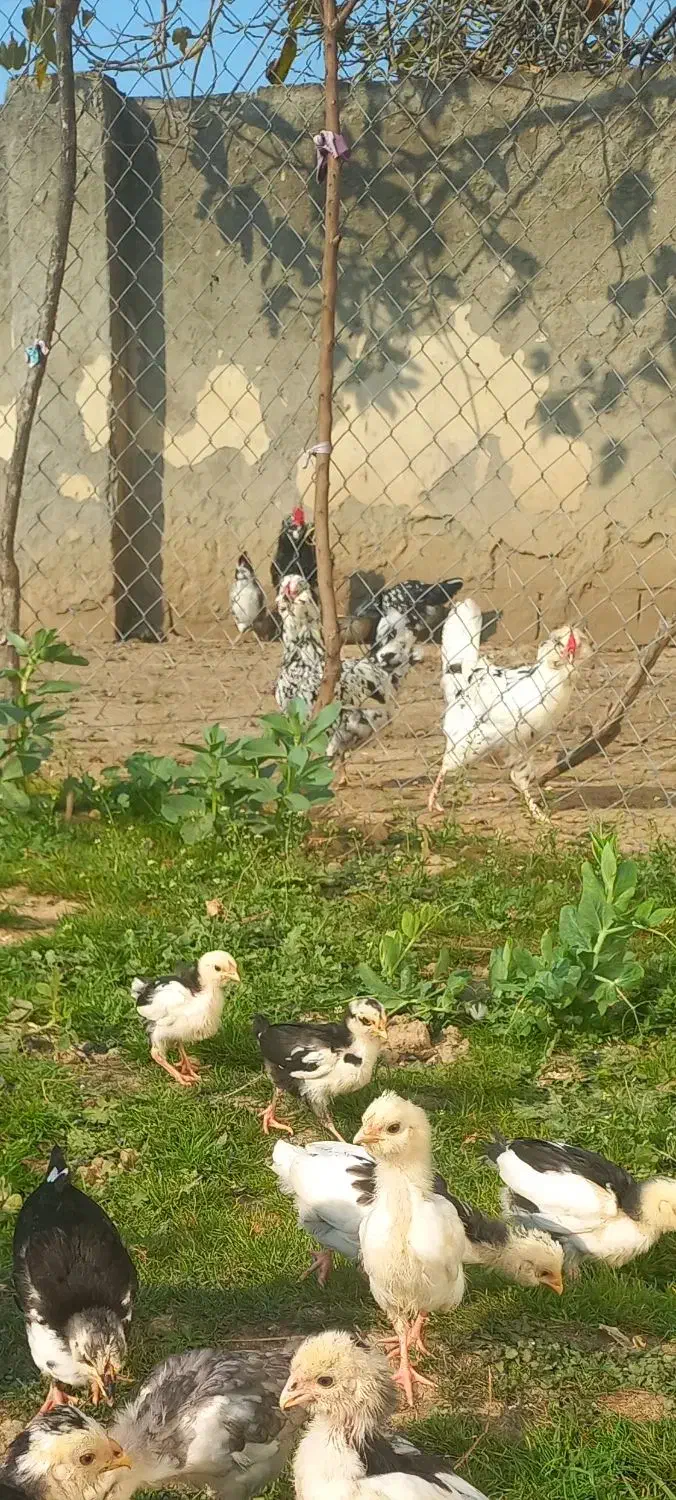 مرغ گلین  قلم سیاه خال  خالی ریشو باجوجه|حیوانات مزرعه|بهنمیر, |دیوار