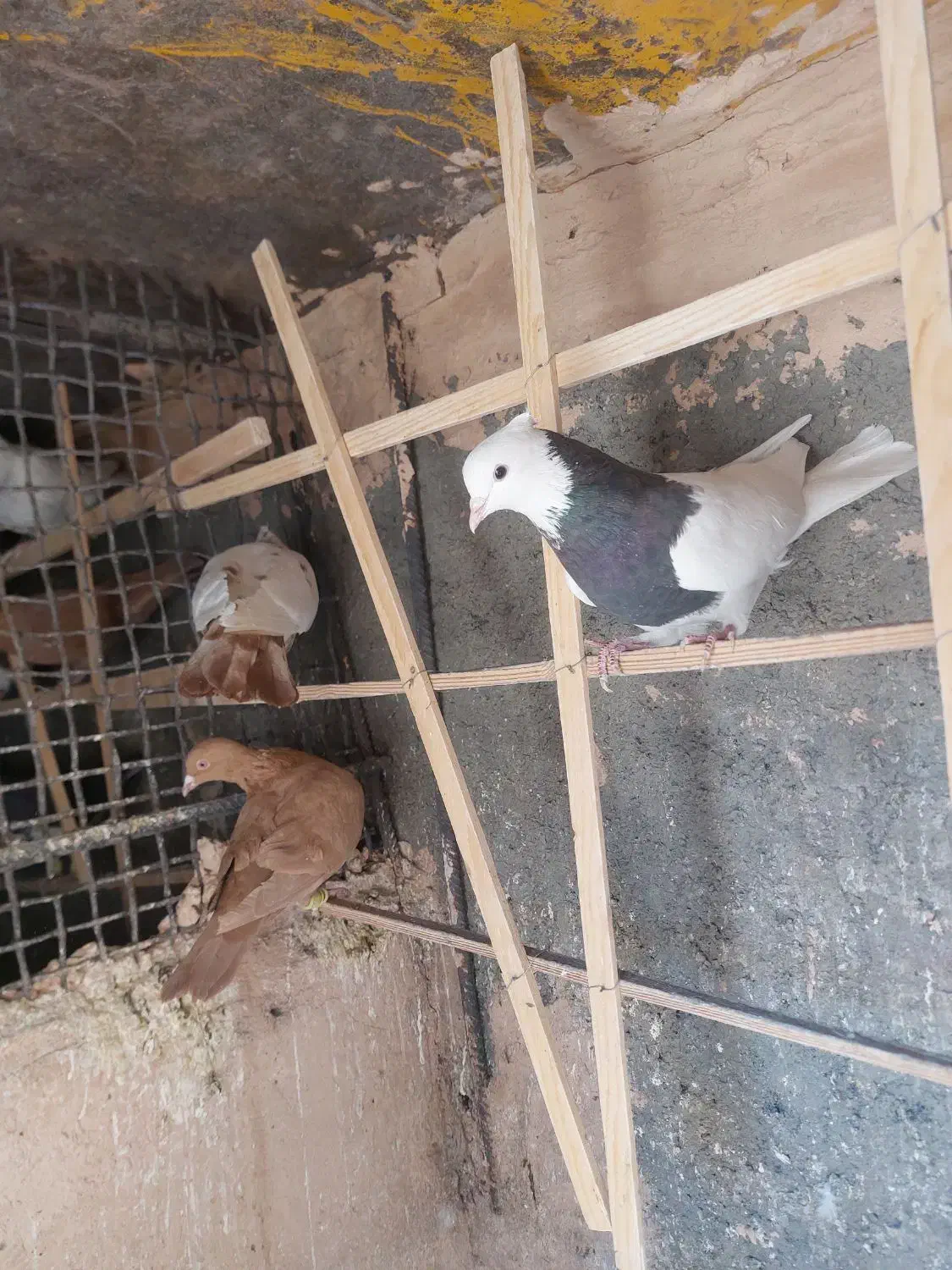 کفتر زرد و طوقی هفرنگ|پرنده|سبزوار, میدان بار|دیوار