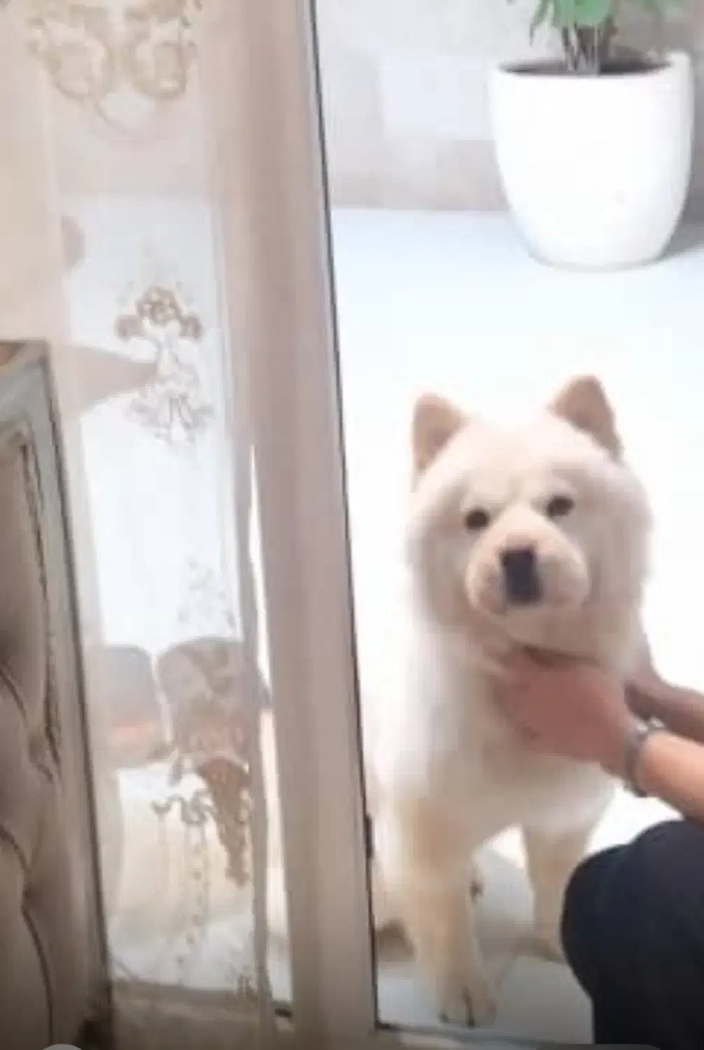 فروش و واگذاری سگ چاو چاو اصل ژاپن|سگ|گرگان, |دیوار