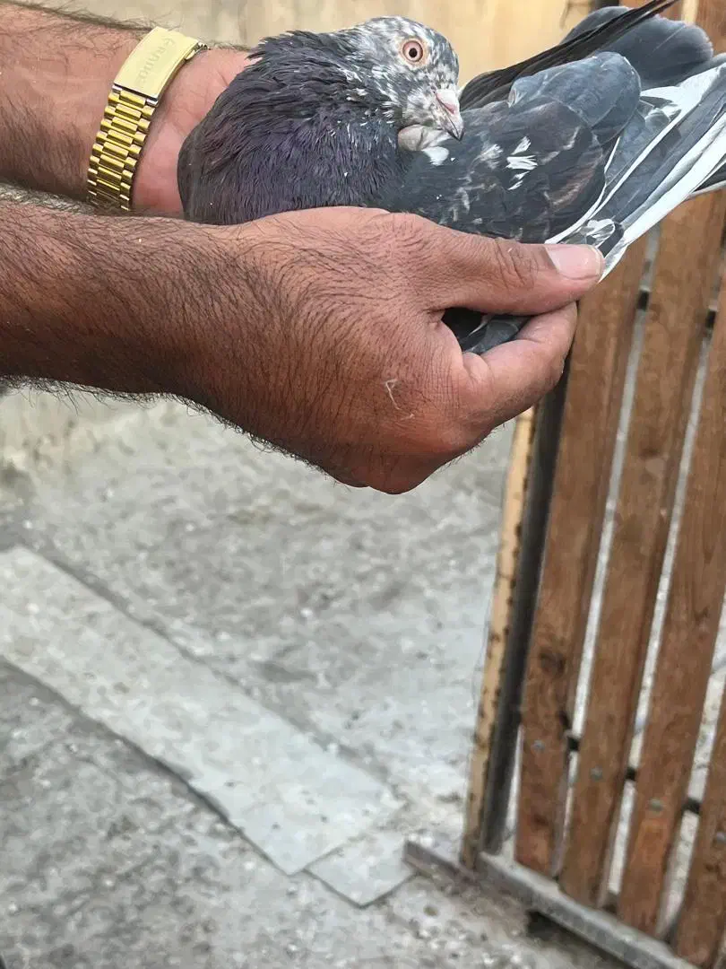 کبوتر|پرنده|ری, علایین|دیوار